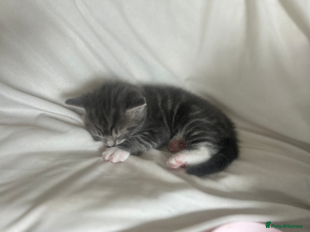 Mixed Breed cats for sale: 2 gorgeous grey kittens - Image 3