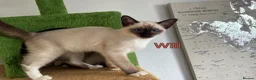 Ragamese cats for sale: Gorgeous Ragamese Boy-Ready To Leave - Advert 2