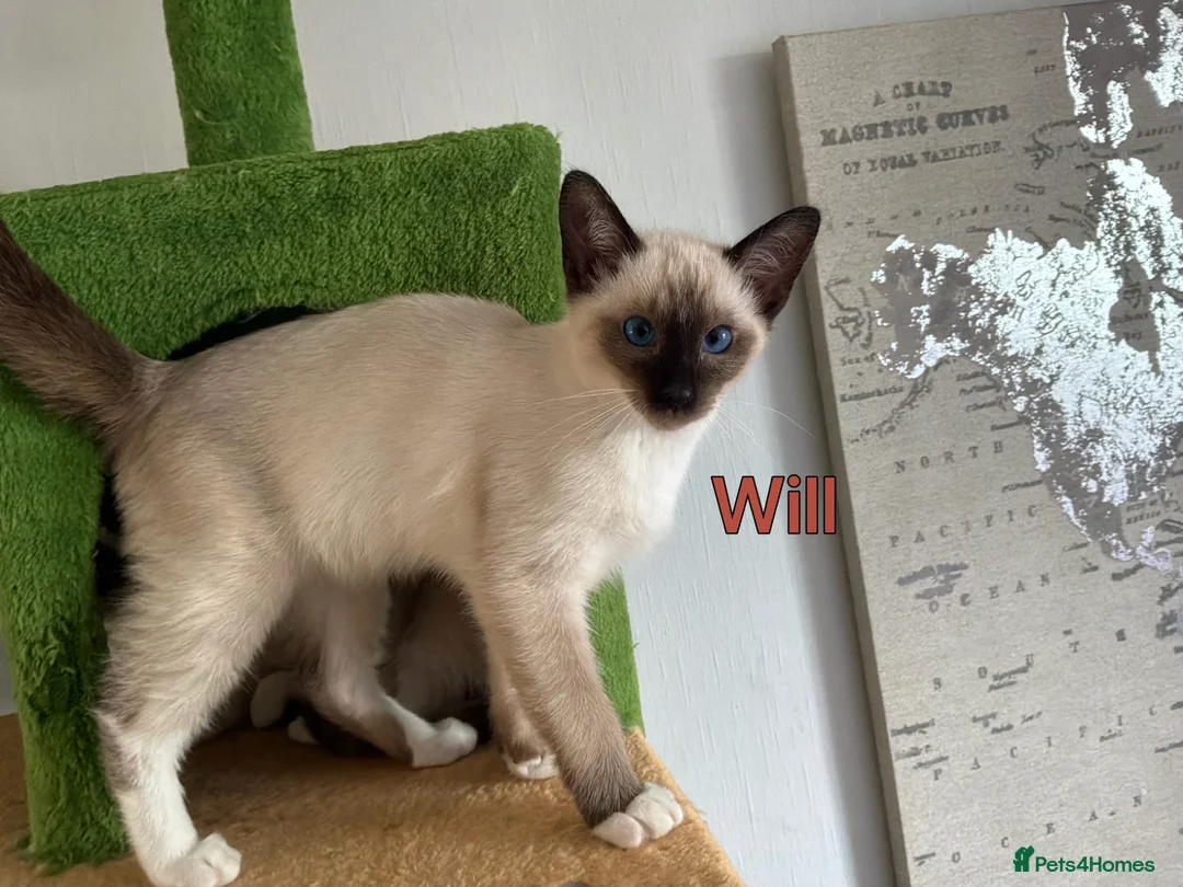 Ragamese cats for sale: Gorgeous Ragamese Boy-Ready To Leave - Advert 2