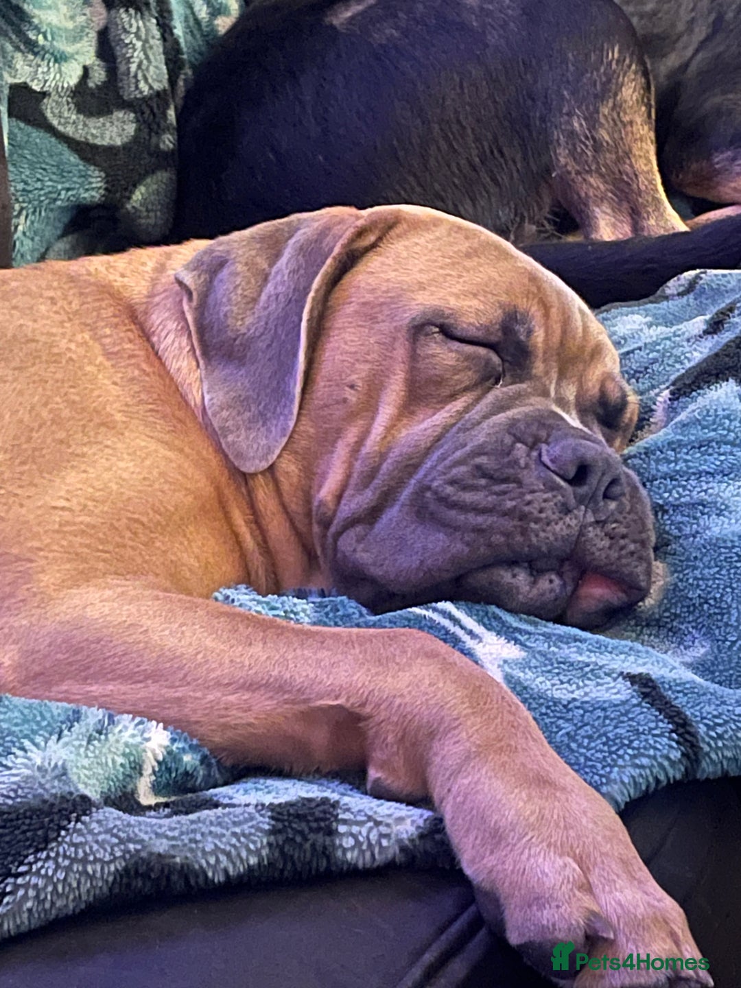 Cane Corso dogs for stud: Cane corso for stud  - Image 4