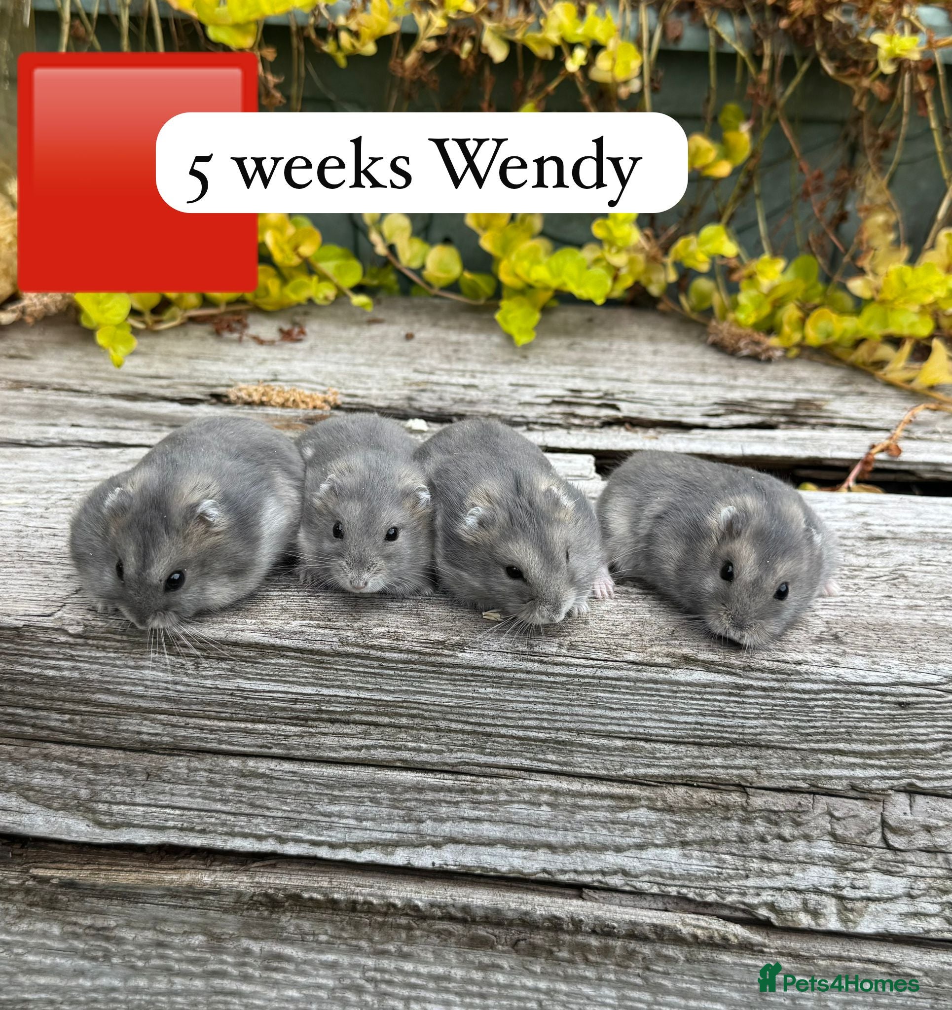 Hamster rodents for sale:  Beautiful baby winter white russian hamsters - Advert 2