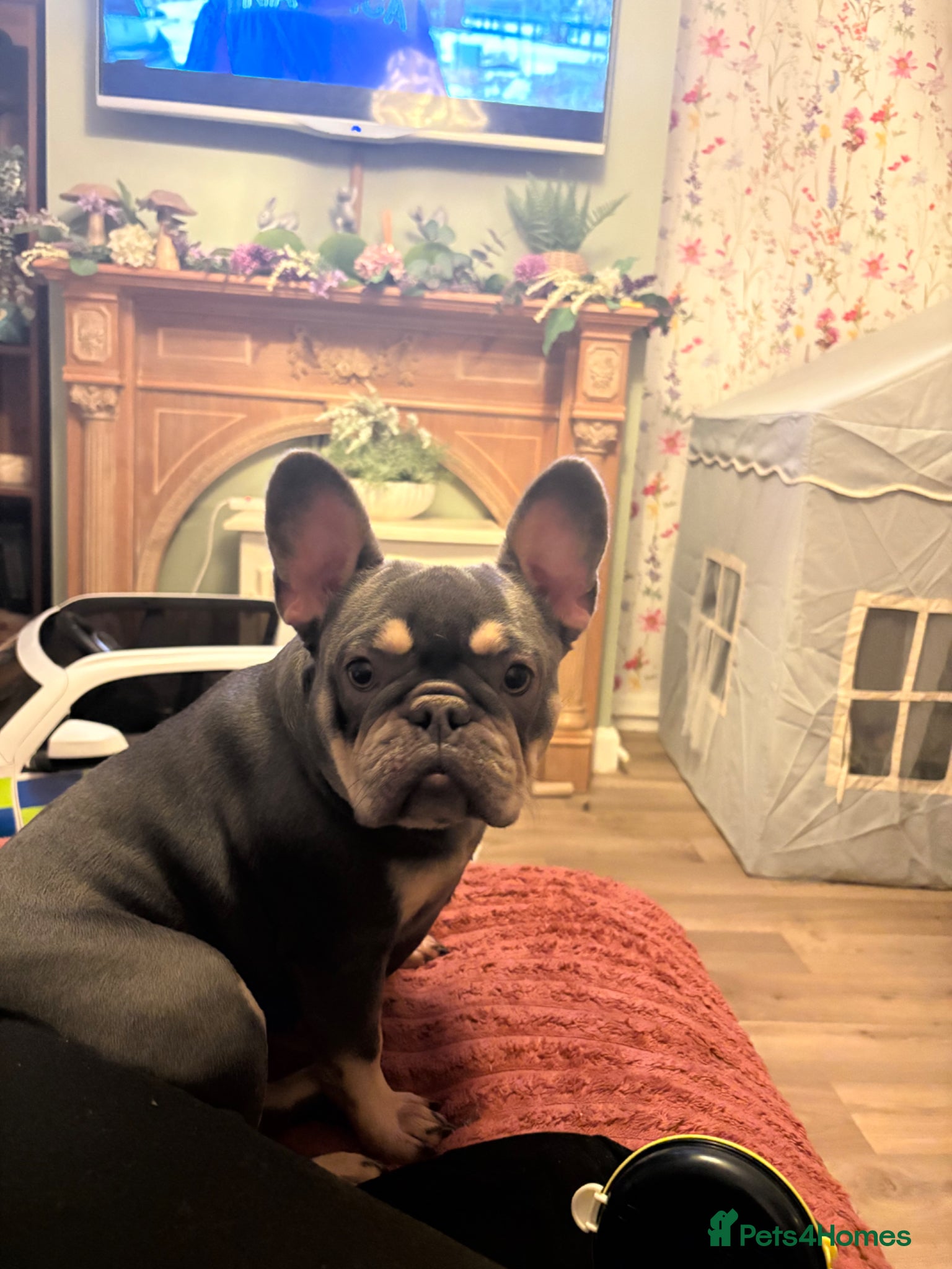 French Bulldog dogs Meet monkey - Advert 1