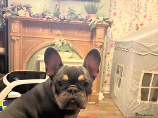 French Bulldog dogs Meet monkey - Advert 1