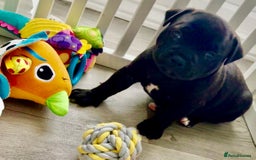 Staffordshire Bull Terrier dogs for sale: Floyd & Sky - Advert 21