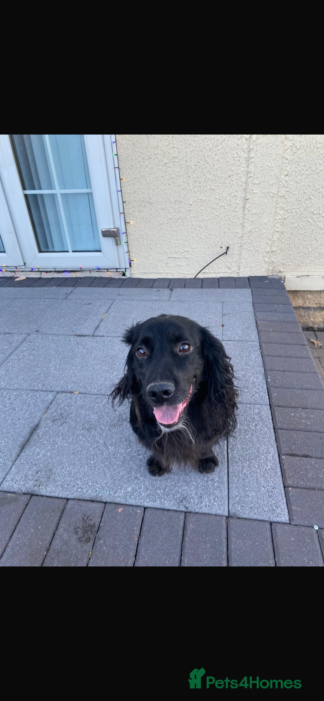 Cocker Spaniel dogs for sale: Cocker spaniel  - Advert 1