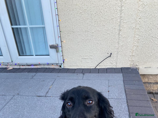 Cocker Spaniel dogs Cocker spaniel - Advert 1