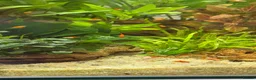 Platies fish for sale: Platy Adolescents  - Advert 5