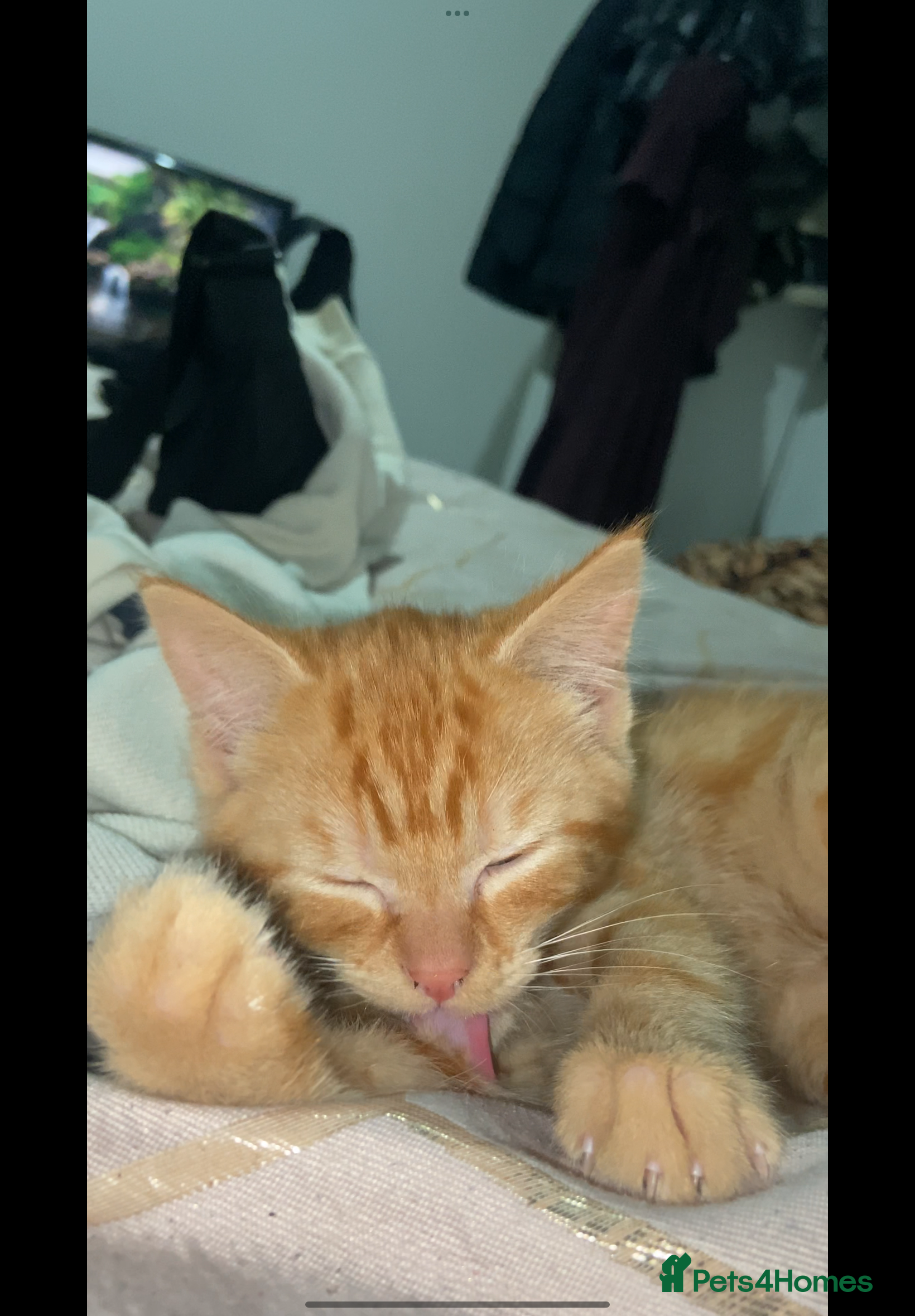 Mixed Breed cats Beautiful kitten  - Advert 1