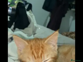 Mixed Breed cats Beautiful kitten - Advert 1