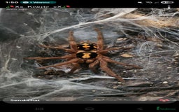 Mixed Breed invertebrates for sale: Tarantulas and centipedes for sale - Image 1
