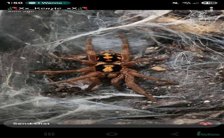 Mixed Breed invertebrates - Advert 1