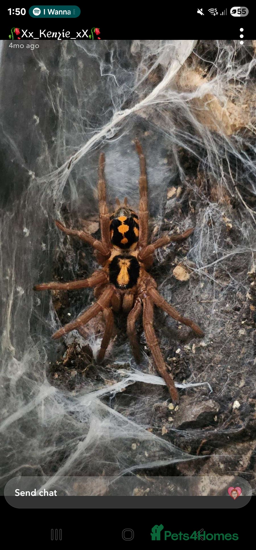 Mixed Breed invertebrates for sale: Tarantulas and centipedes for sale - Image 1