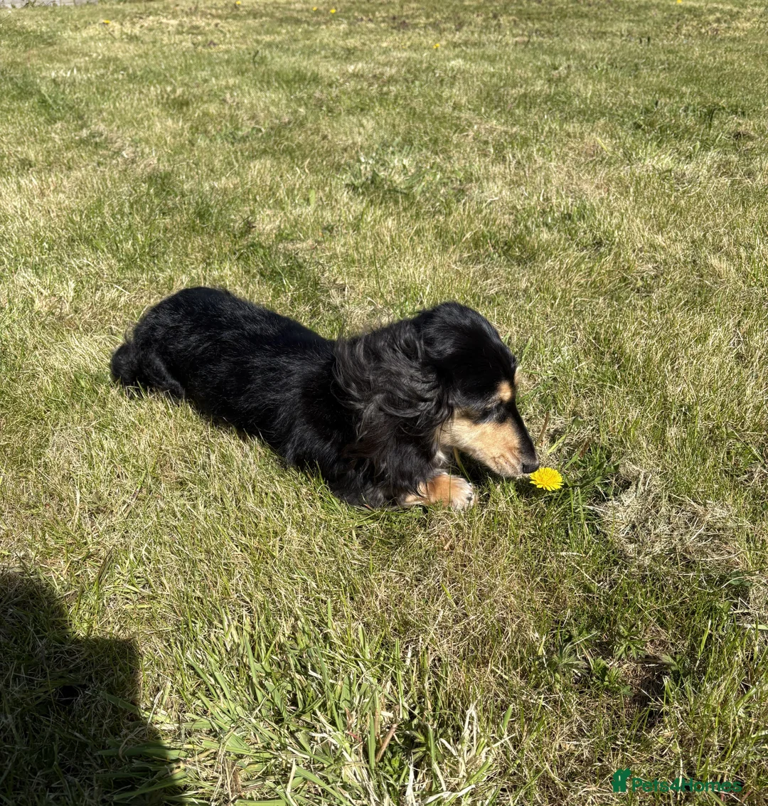Dachshund dogs for sale: KC Mini Long Haired Dachshund Blk Cream Bitch 2.5  - Advert 11