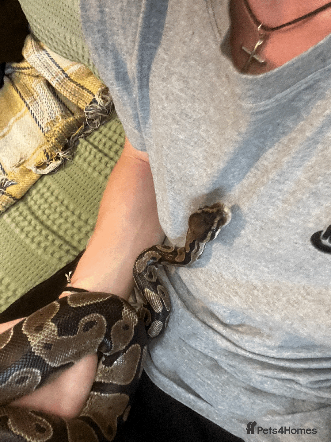Python Snake reptiles for sale: royal python with full setup "read description" - Advert 5