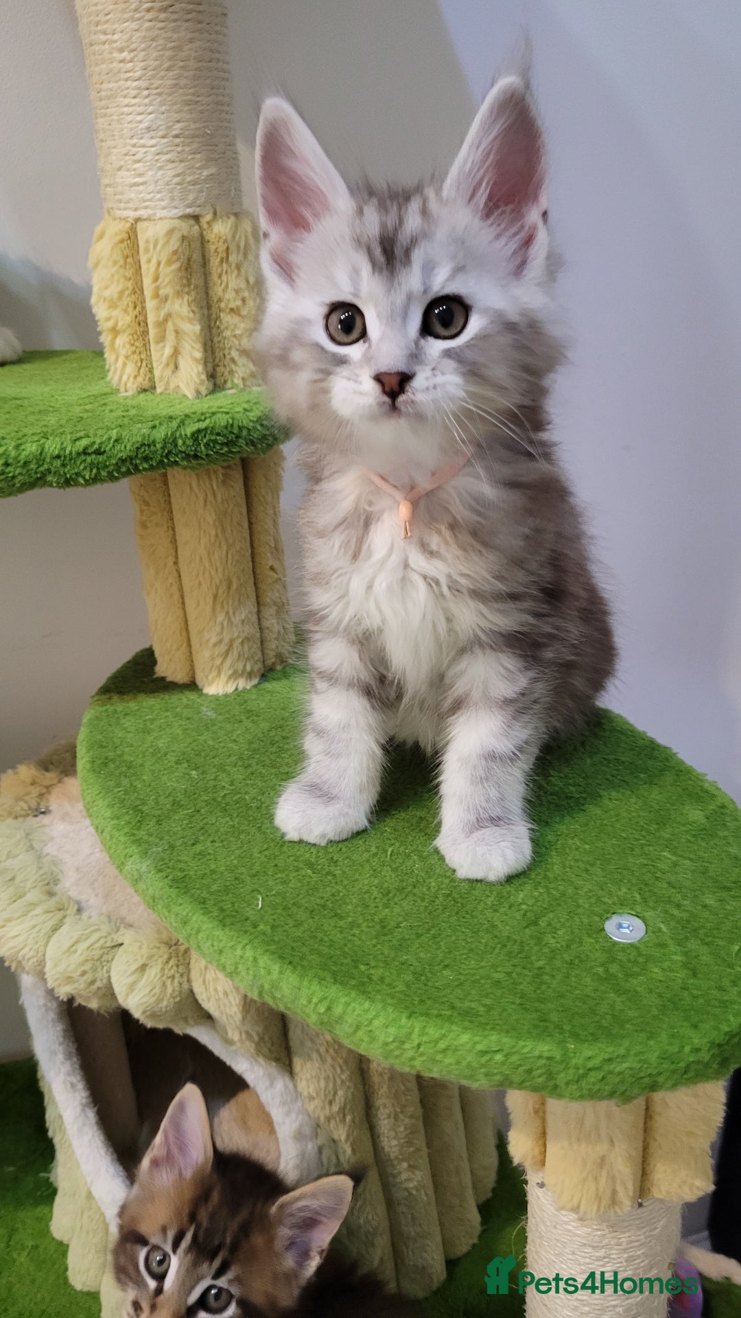 Maine Coon cats for sale: Tica registered Maine coon kittens  - Advert 10