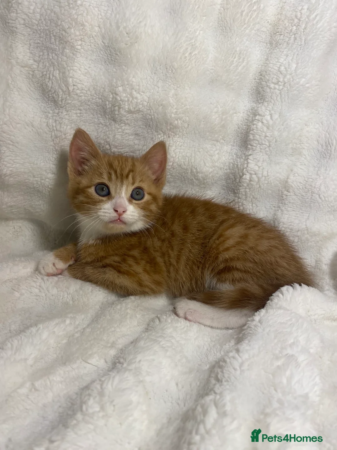 Mixed Breed cats for sale: 3 adorable kittens awaiting for their new homes - Advert 18