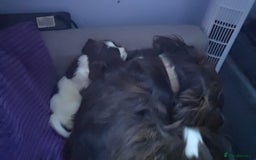 English Springer Spaniel dogs for sale: Stunning Pedigree Registered Pups - Image 34