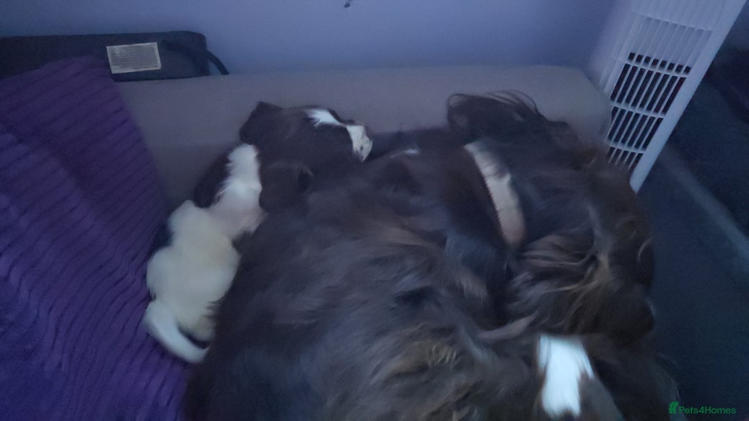 English Springer Spaniel dogs for sale: Stunning Pedigree Registered Pups - Image 34