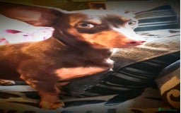 Dachshund dogs for sale: Stunning Dachshund - Image 5