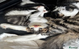 Maine Coon cats for sale: Unique Maine Coon Cross Kittens - Image 3