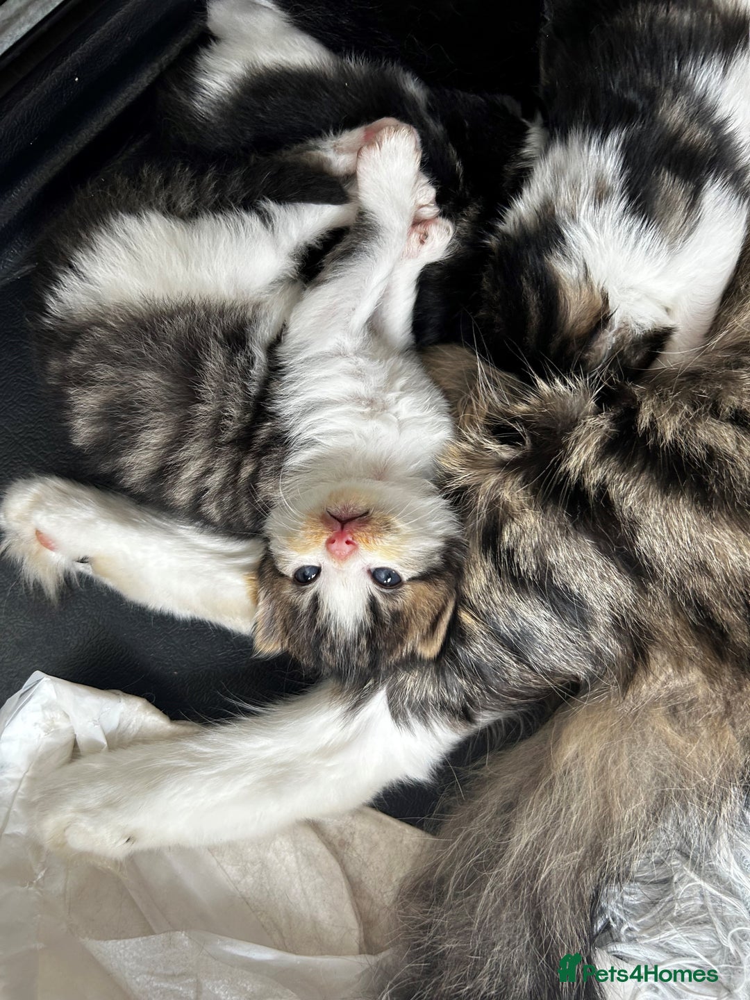 Maine Coon cats for sale: Unique Maine Coon Cross Kittens - Image 3