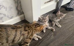 Ragdoll cats for sale: Ragdoll cross tabby kittens  - Advert 5