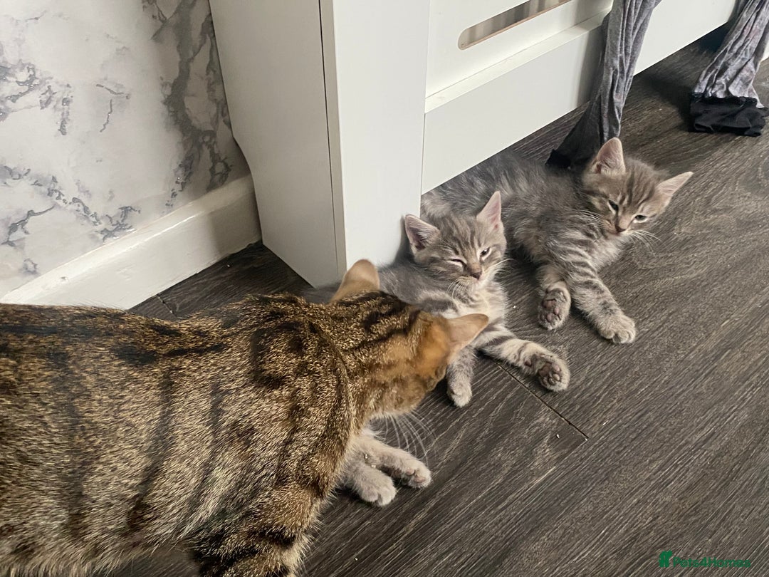 Ragdoll cats for sale: Ragdoll cross tabby kittens  - Advert 5