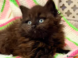 Mixed Breed cats 💖 MAINE COON X RAGDOLL *PARENTS HEALTH TESTED 💖 - Advert 1