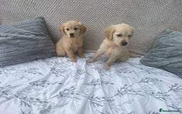 Golden Retriever dogs for sale: Golden retriever puppies  - Image 2