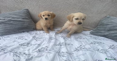 Golden Retriever dogs - Advert 10