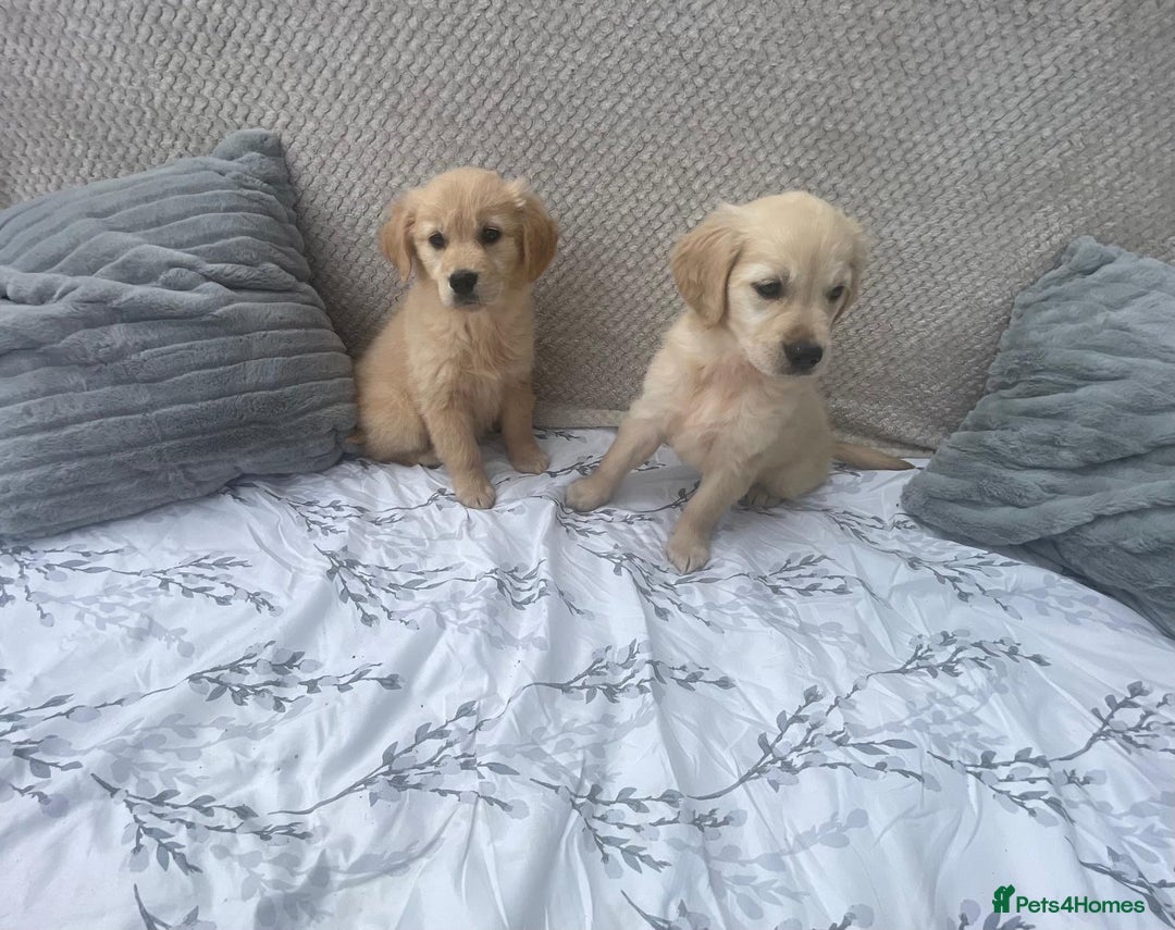 Golden Retriever dogs for sale: Golden retriever puppies  - Image 2