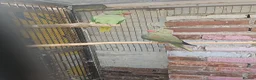 Mixed Breed birds for sale: Alexandraine  - Advert 15
