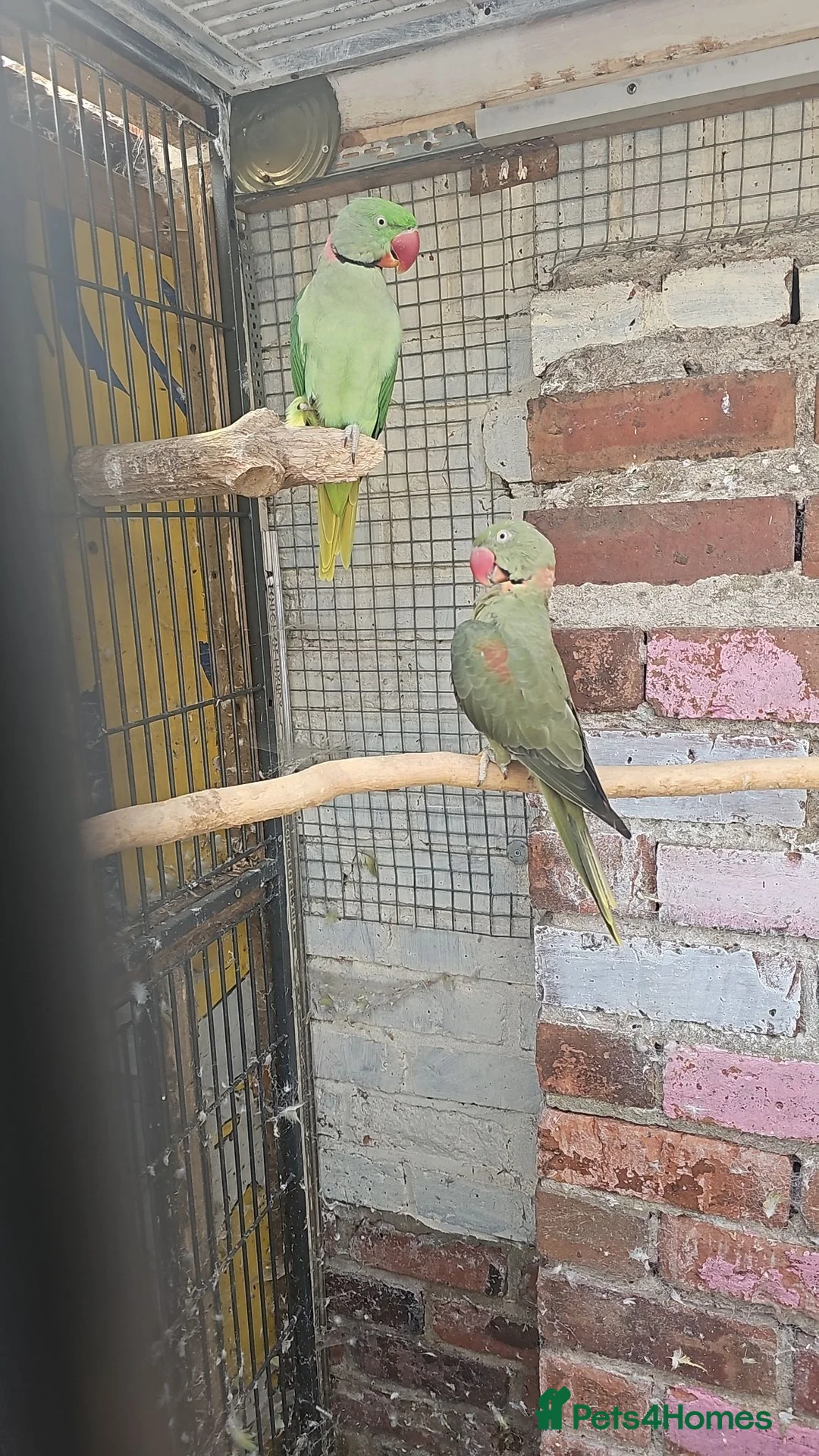 Mixed Breed birds for sale: Alexandraine  - Advert 15