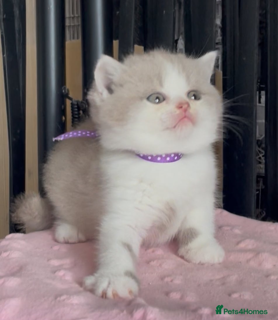 British Shorthair cats for sale: Beautiful BSH Champion line Kittens  - Advert 25