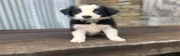 Border Collie dogs for sale: Stunning red / blue / black & white pups - Advert 15
