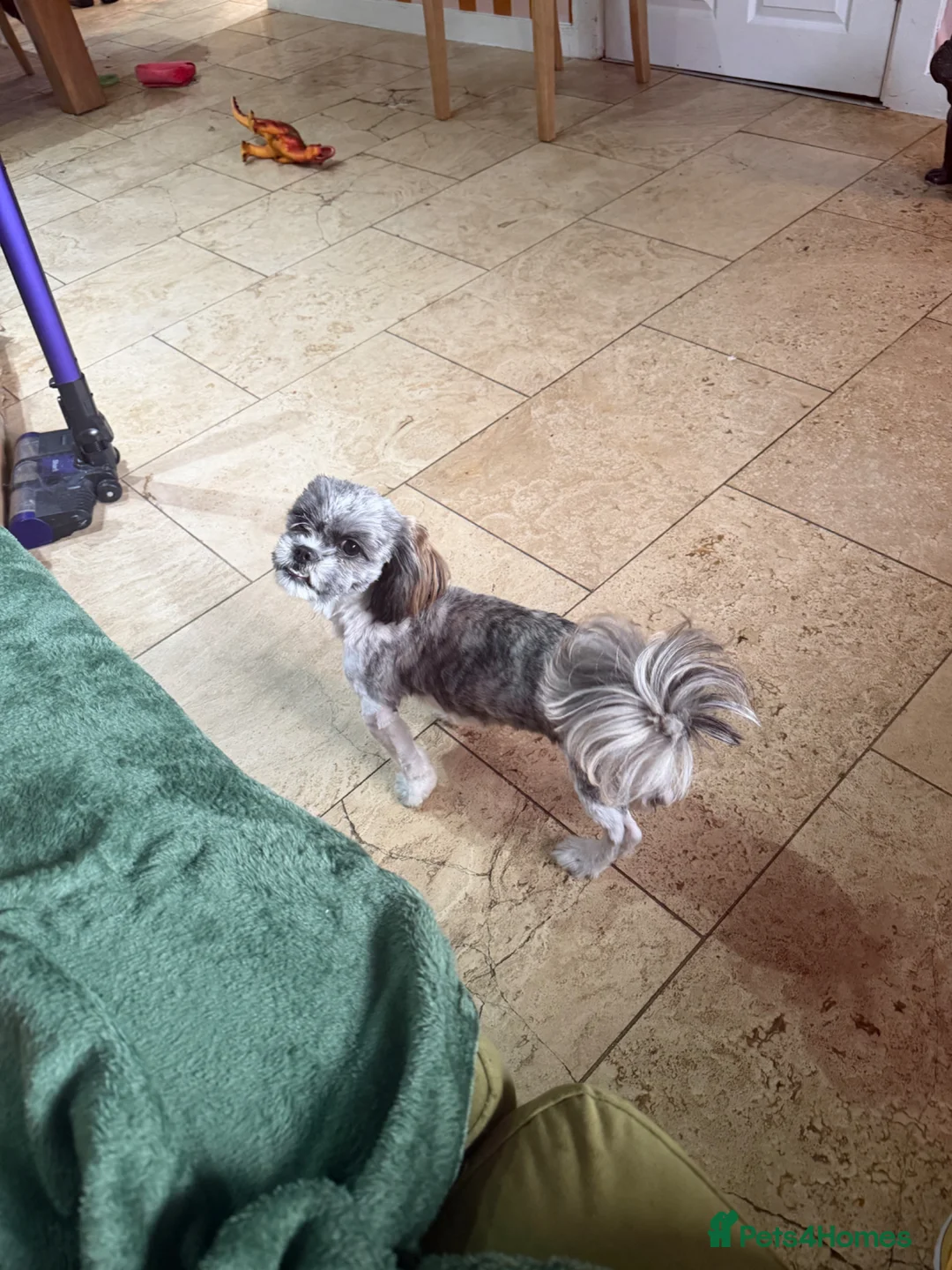 Malshi dogs for sale: Female 1 year old  - Advert 1