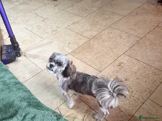 Malshi dogs Female 1 year old - Advert 11