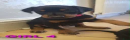 Dobermann dogs for sale: EU IMPORTED BLOODLINE DOBERMAN PUPPIES - Advert 5