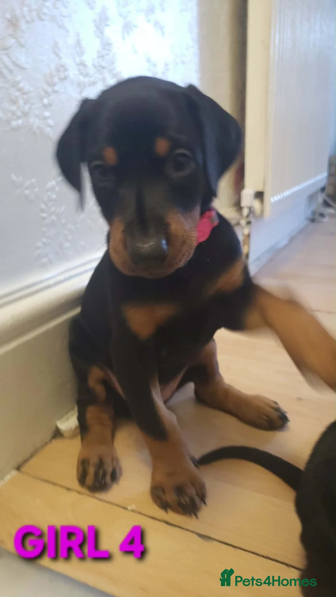 Dobermann dogs for sale: EU IMPORTED BLOODLINE DOBERMAN PUPPIES - Advert 5