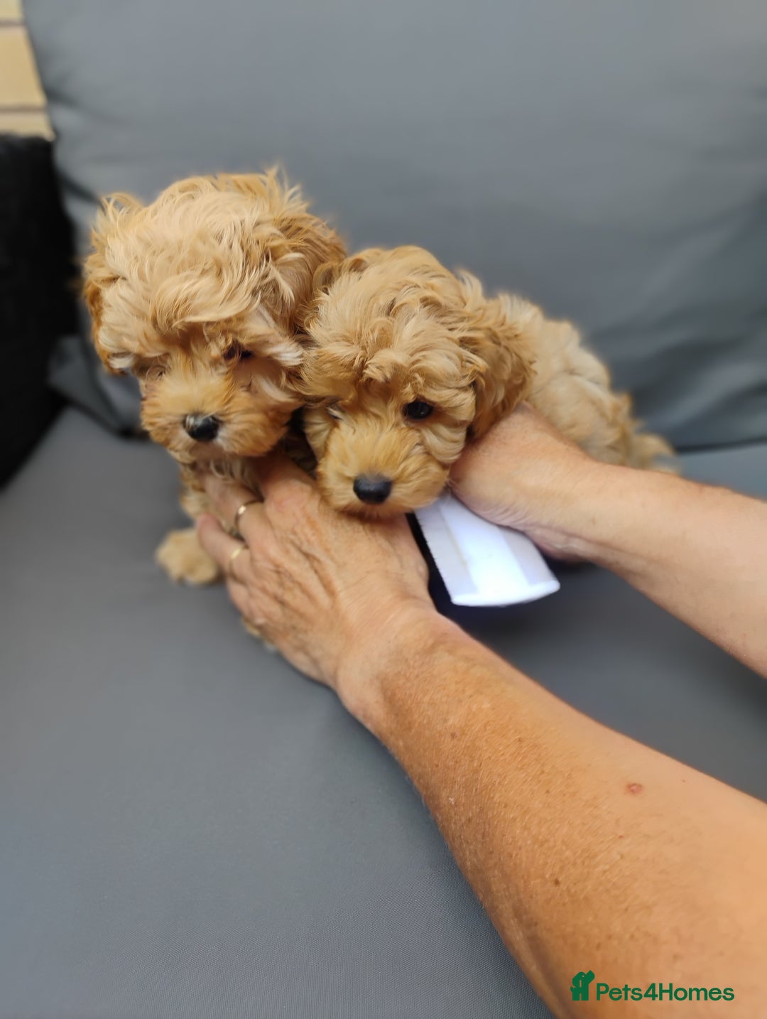 Maltipoo dogs for sale: Beautiful Maltipoo boys for sale 🐾 - Image 22