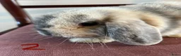 Mini Lop rabbits for sale: Beautiful Mini Lop Babies in Loughborough - Advert 16
