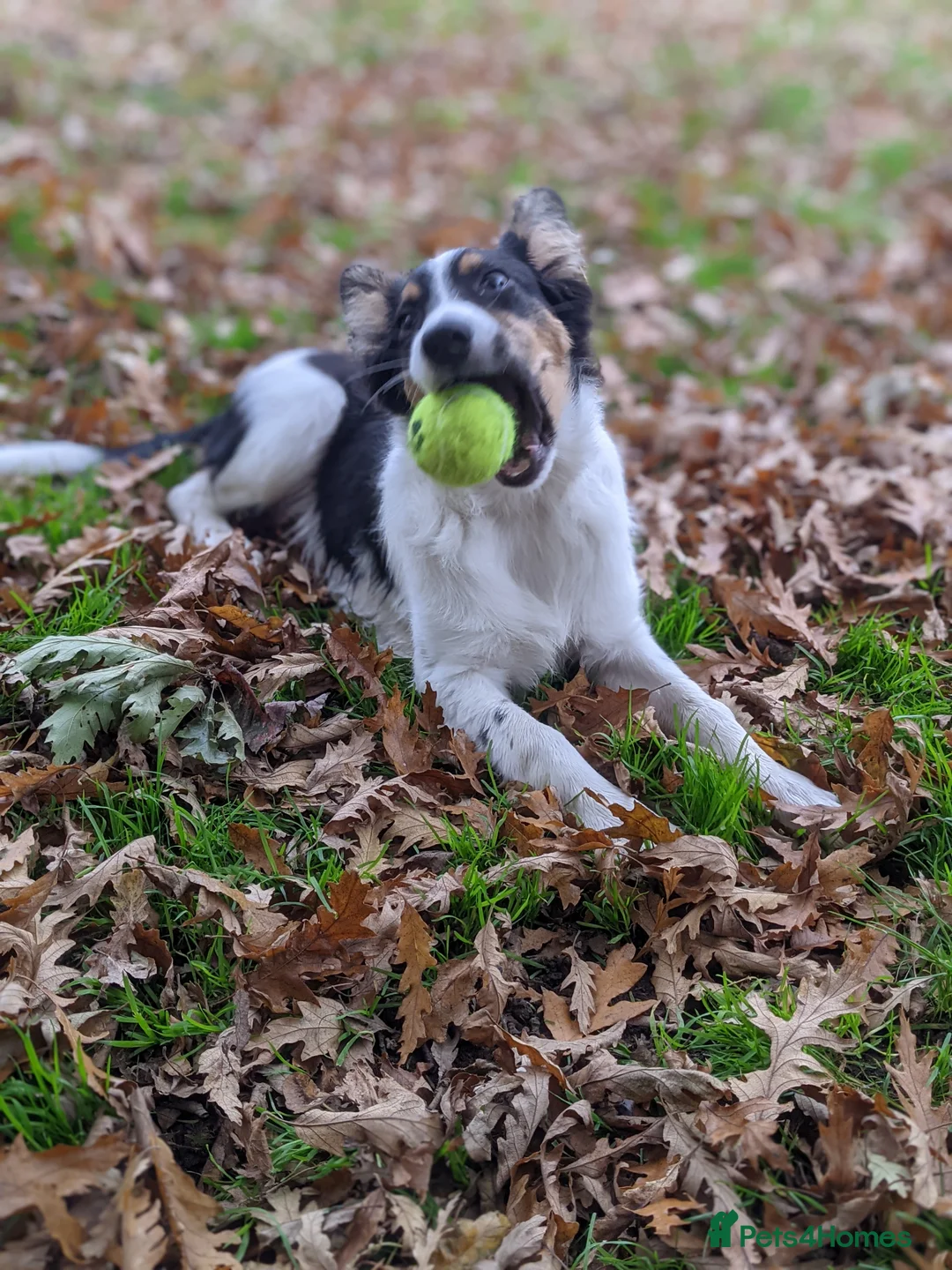 Border Collie dogs for sale: Experienced forever home only  - Advert 22