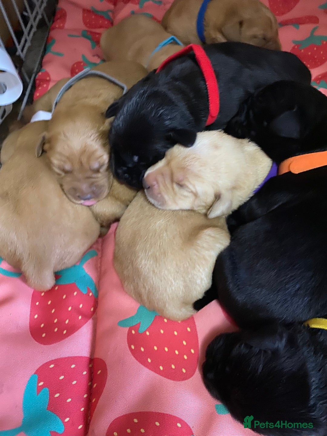 Labrador Retriever dogs for sale: Kc reg Labrador puppies injections flea worm chip - Image 14