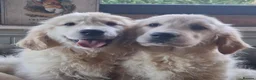 Golden Retriever dogs for sale: Stunning Golden Retrievers - Advert 2