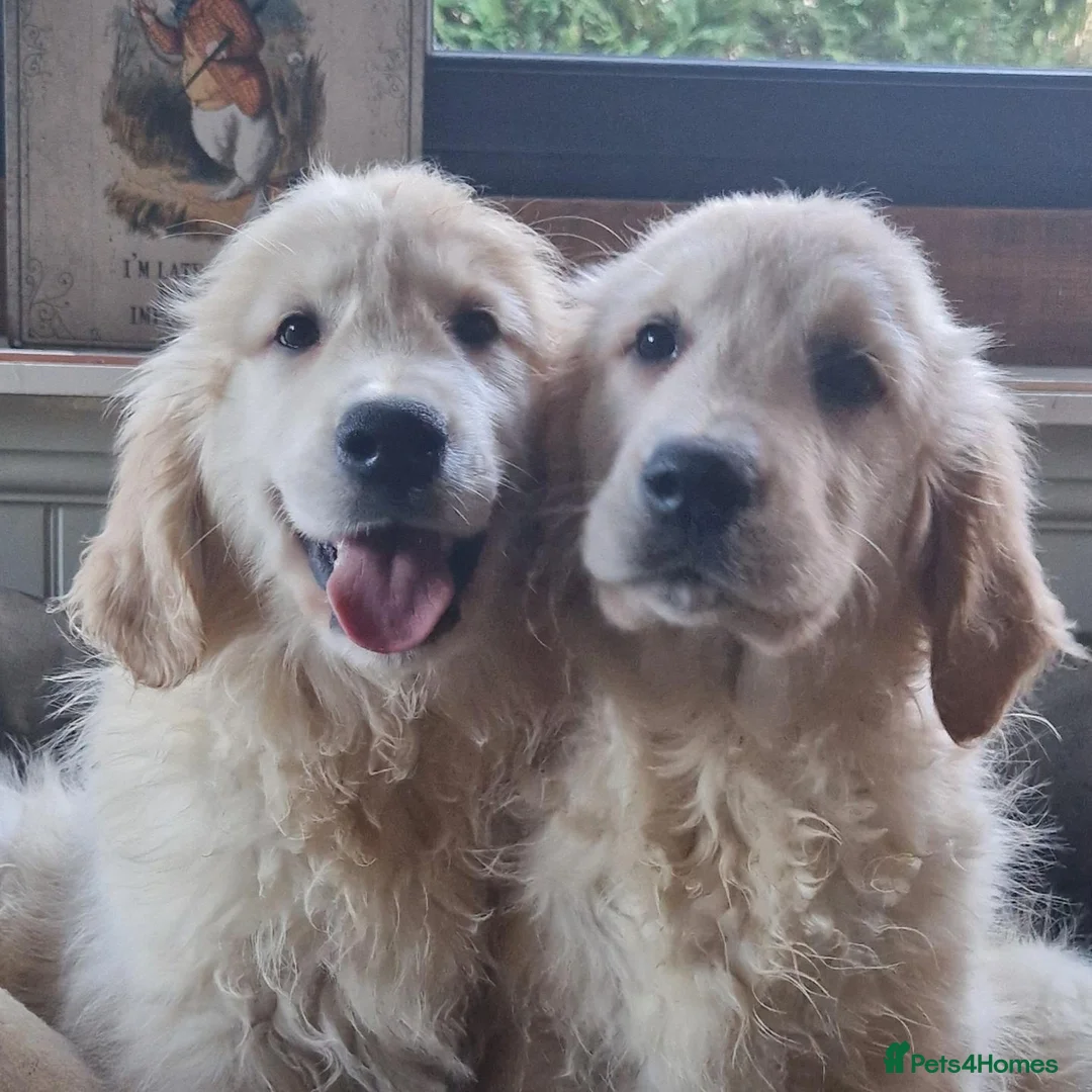 Golden Retriever dogs for sale: Stunning Golden Retrievers - Advert 2
