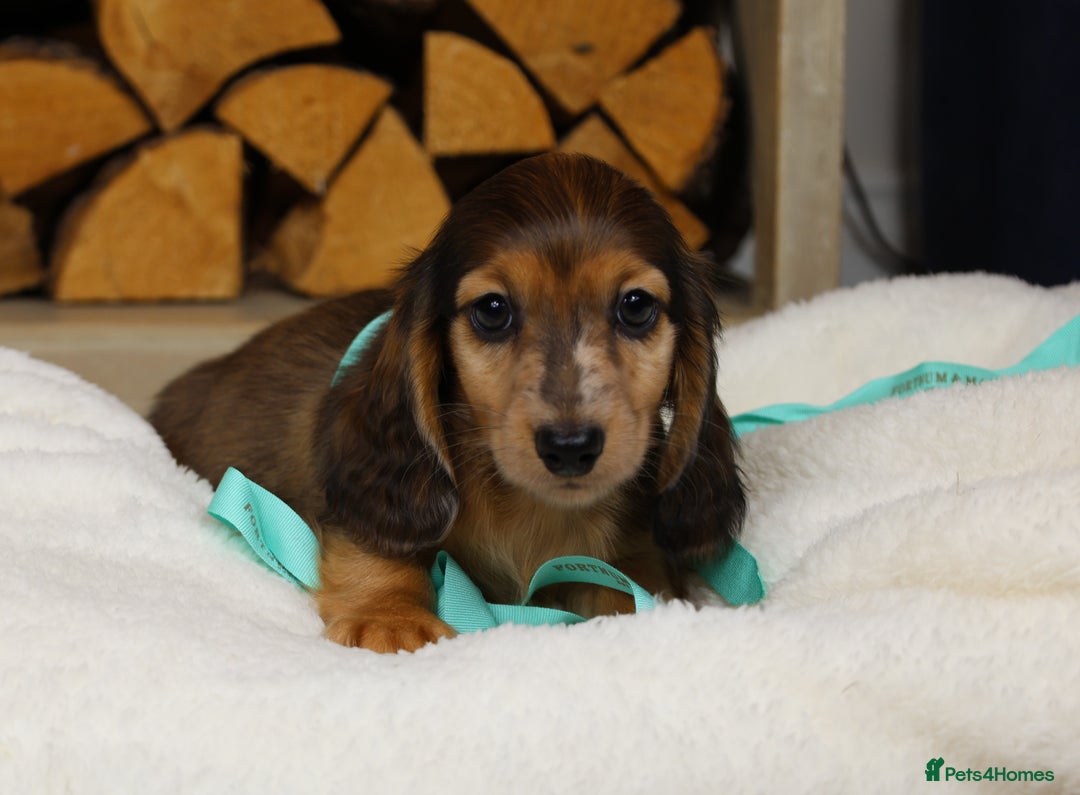 Miniature Dachshund dogs for sale: RED Russian Pedigree Miniature Dachshunds - Image 8