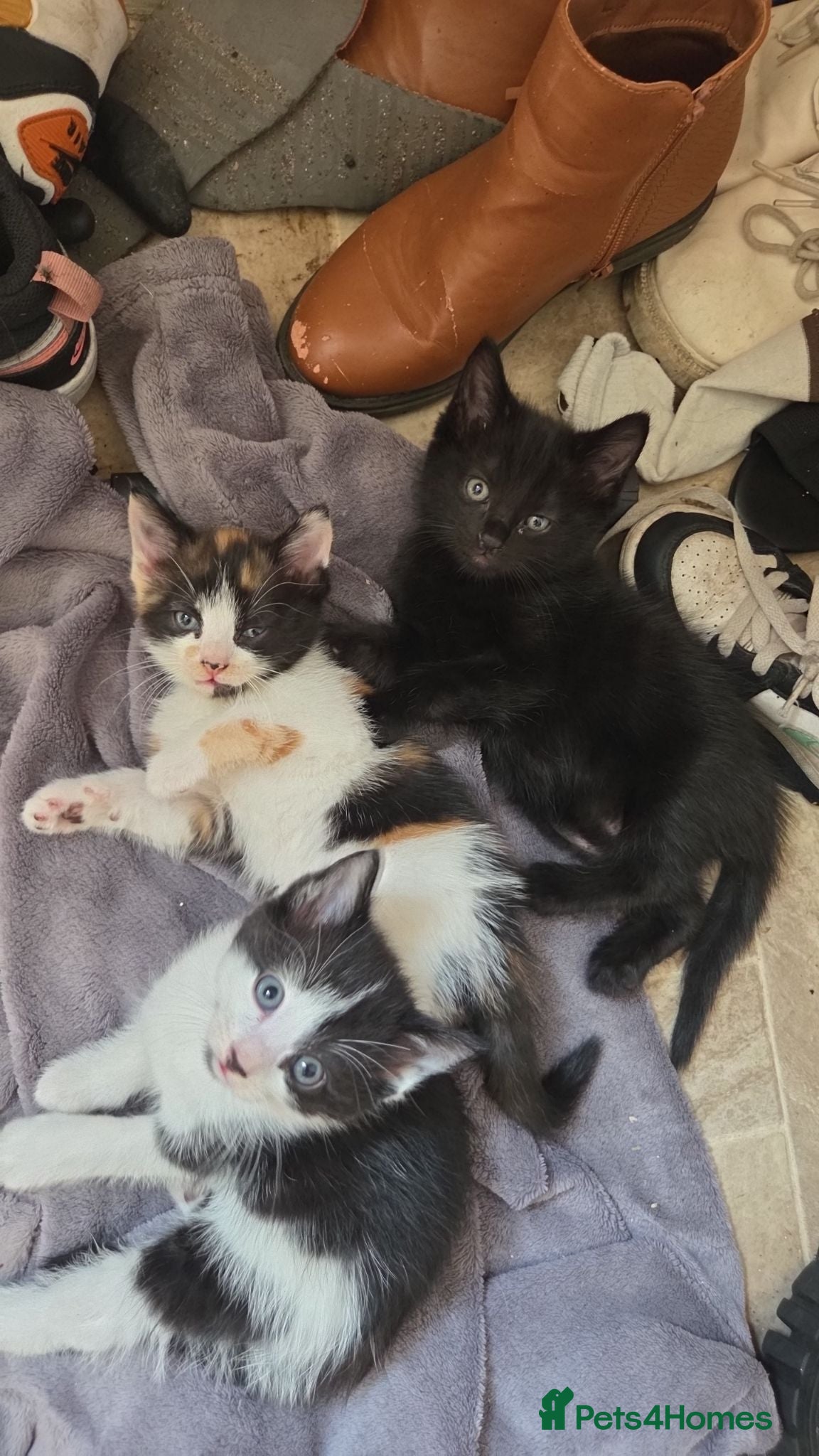 Mixed Breed cats Beautiful mixed kittens - Advert 19