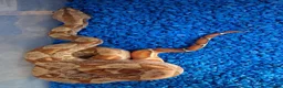 Boa Snake reptiles for sale: Baby Hypo Boa constrictor's  - Advert 6