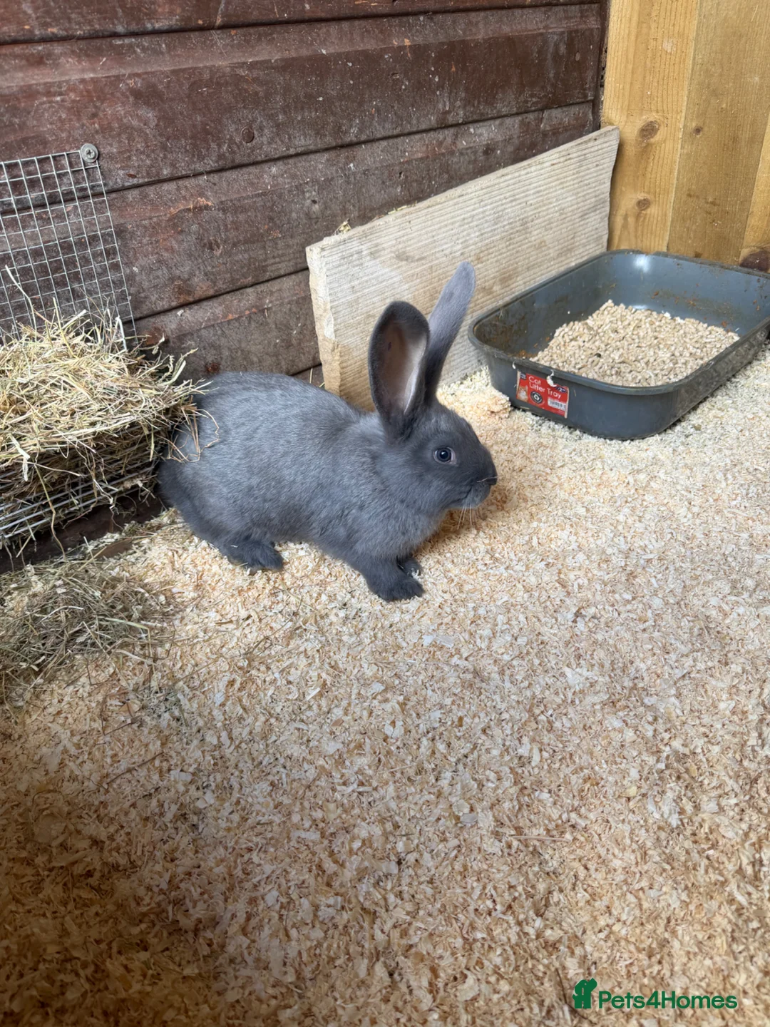 Continental Giant rabbits for sale: Giant continentals - Advert 5