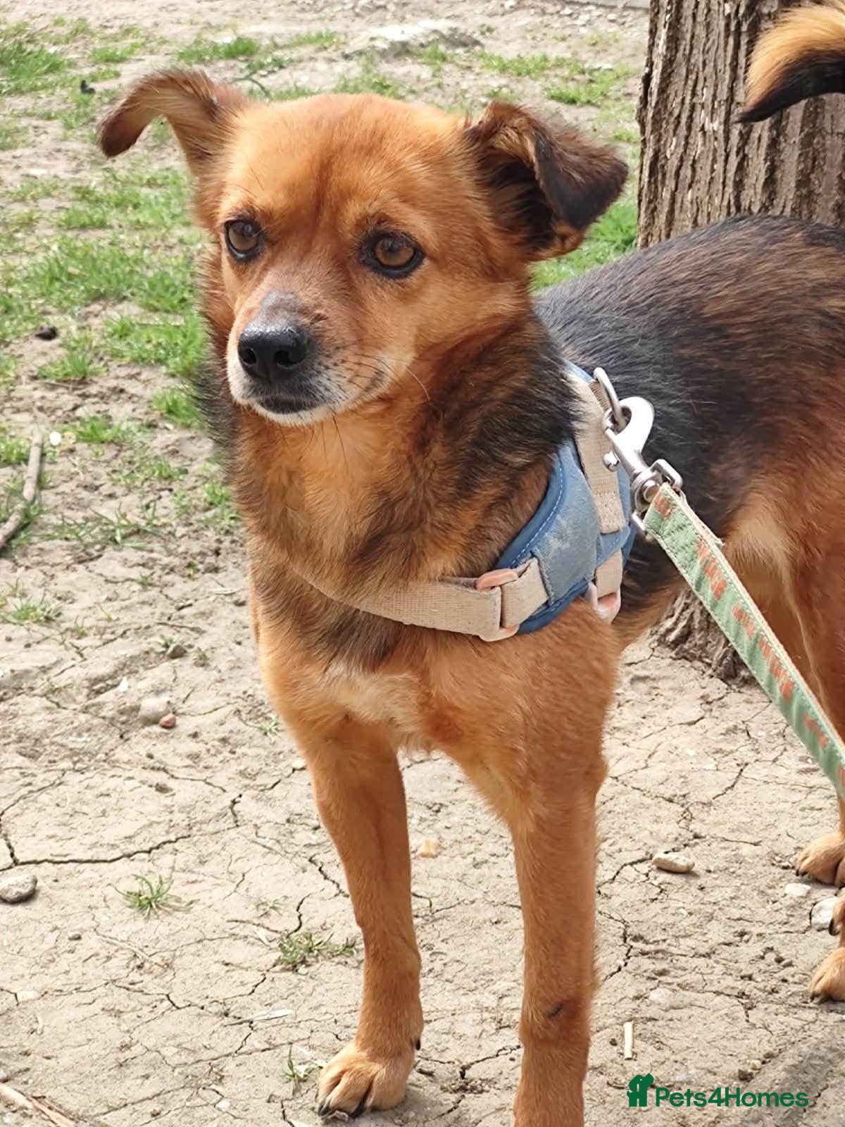 Mixed Breed dogs Say hello to Roro ❤️  - Advert 1